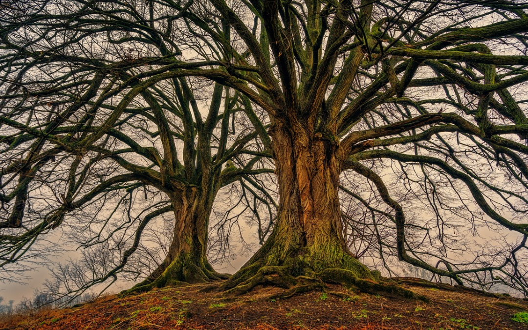 Abattage d’arbre : une pratique tres encadree