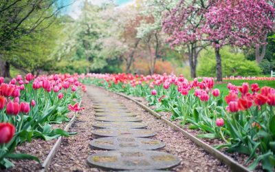 Quelles sont les petites astuces à connaître pour avoir un beau jardin ?