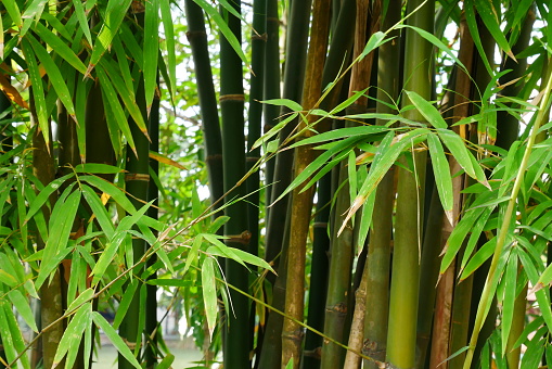 Comment bien mettre en place une barriere anti-rhizome ?