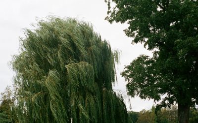 Saule pleureur : entretien, arrosage, plantation, durée de vie