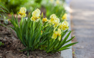 La culture des fleurs de rocaille