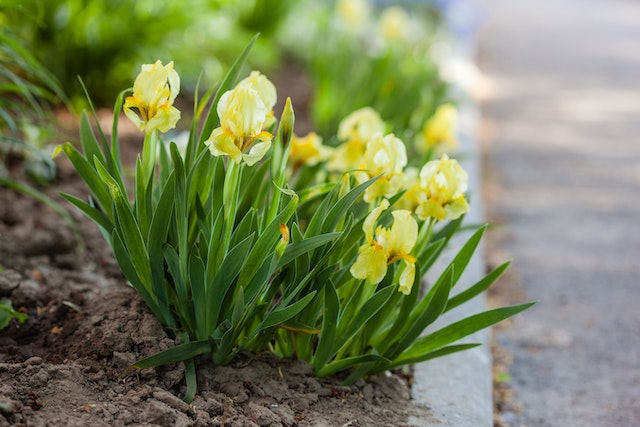 La culture des fleurs de rocaille