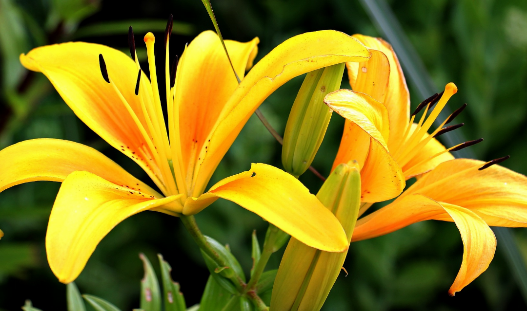 La livraison de fleurs pour la fete des meres