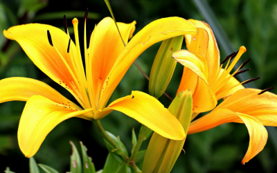 La livraison de fleurs pour la fete des meres