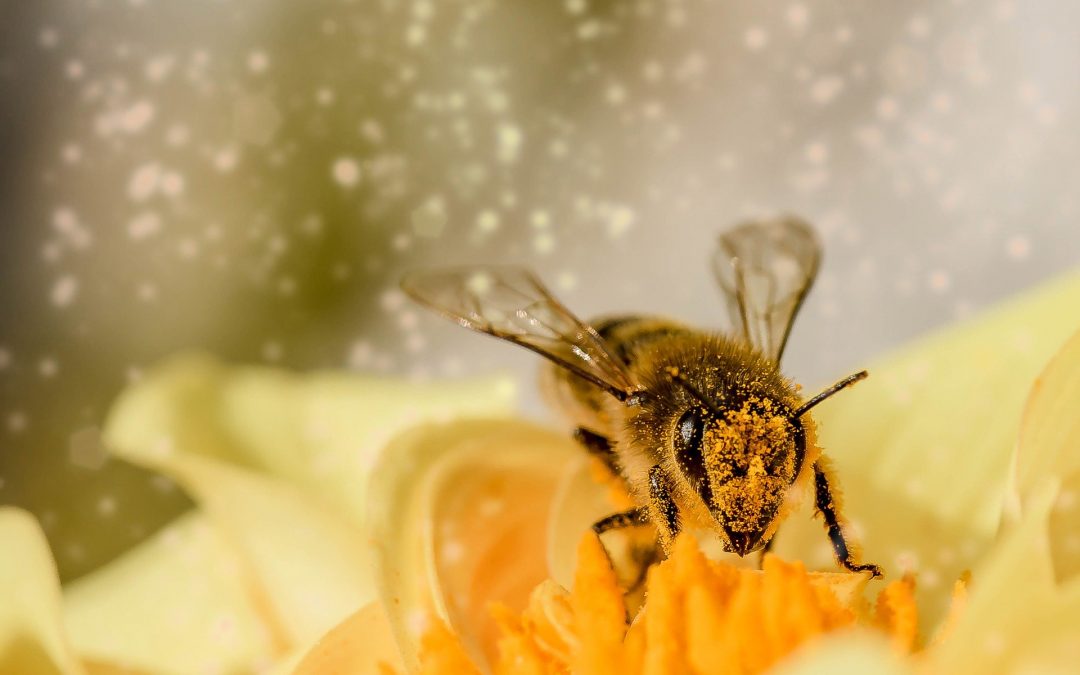 Pourquoi mettre des fleurs autour de son potager?