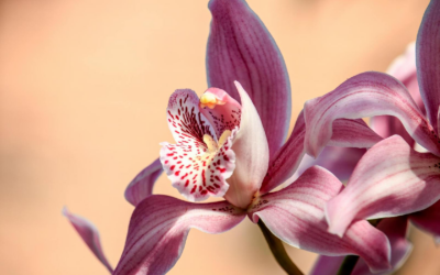 Tailler les orchidees : les bonnes pratiques pour une floraison optimale